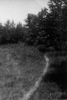 Photo by EEHealy
There was a path in the meadow!